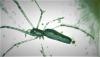 Tetragnatha sp.